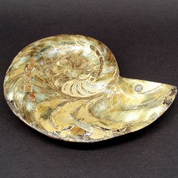 Ammonite Bowl