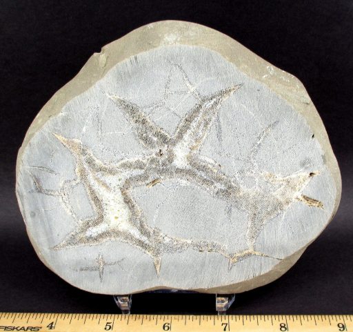 Septarian Slab