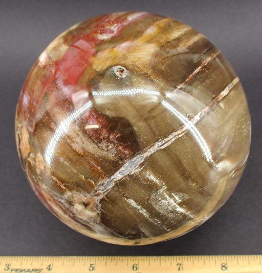 Petrified Wood