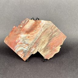 Arizona Petrified Wood