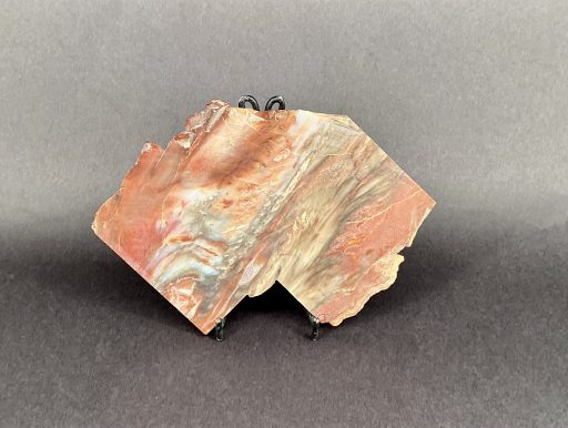 Arizona Petrified Wood