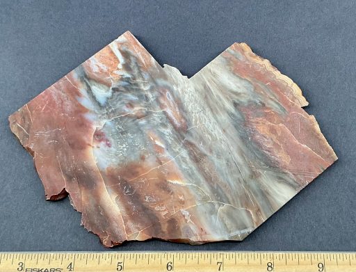 Arizona Petrified Wood