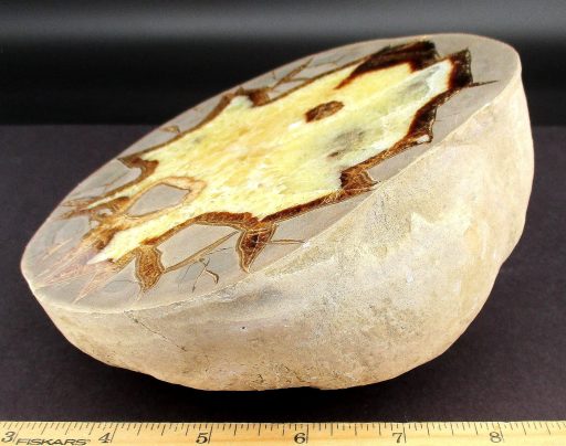 Septarian End Cut