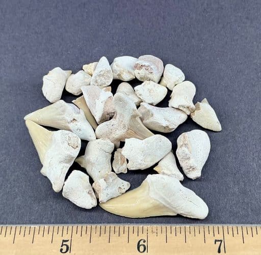 Shark Teeth