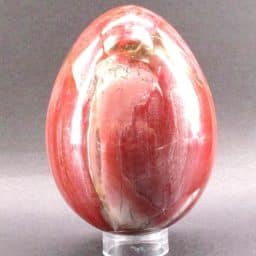 Petrified Wood Egg