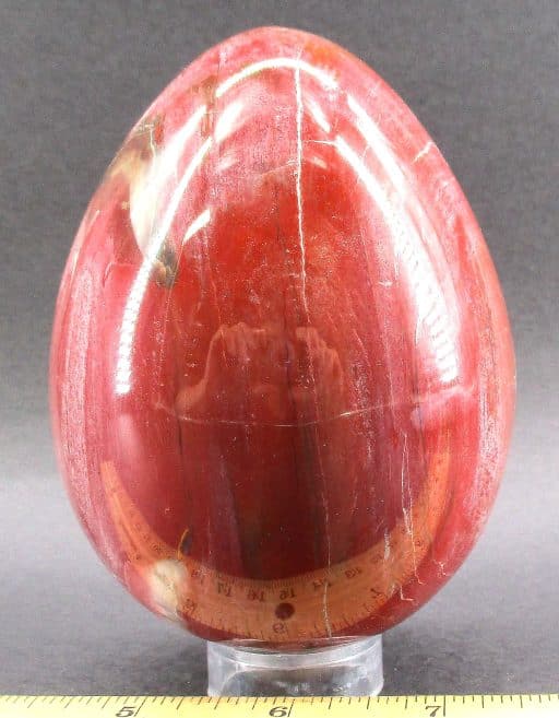 Petrified Wood Egg