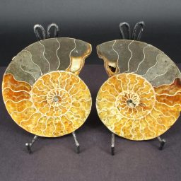 Ammonite