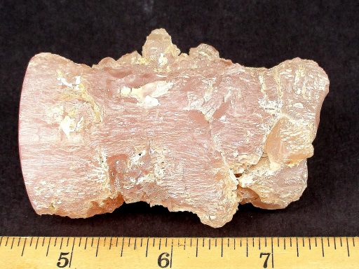 Nevada Pink Petrified Wood Limb