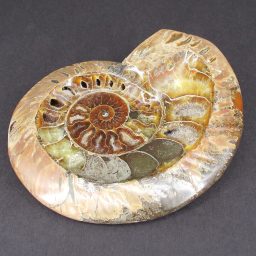 Ammonite Bowl