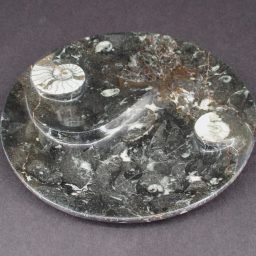 Fossil Dish