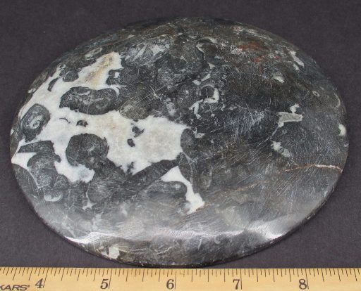 Fossil Dish