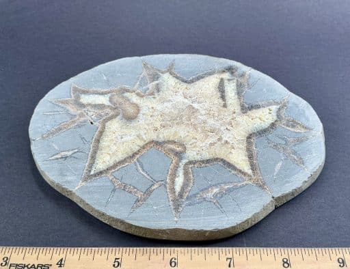 Septarian Slab