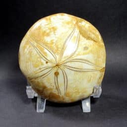 Fossilized Sand Dollar