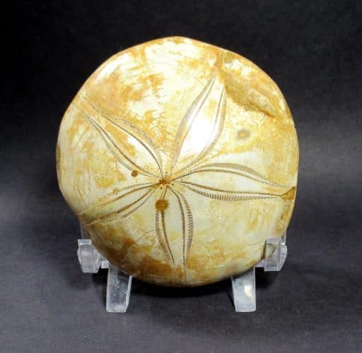 Fossilized Sand Dollar