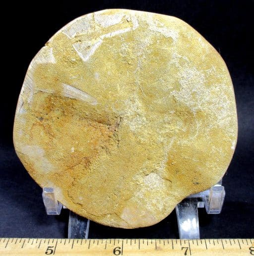 Fossilized Sand Dollar