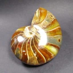 Nautiloid