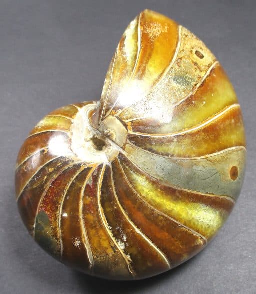 Nautiloid