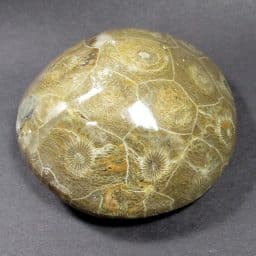 Fossil Coral