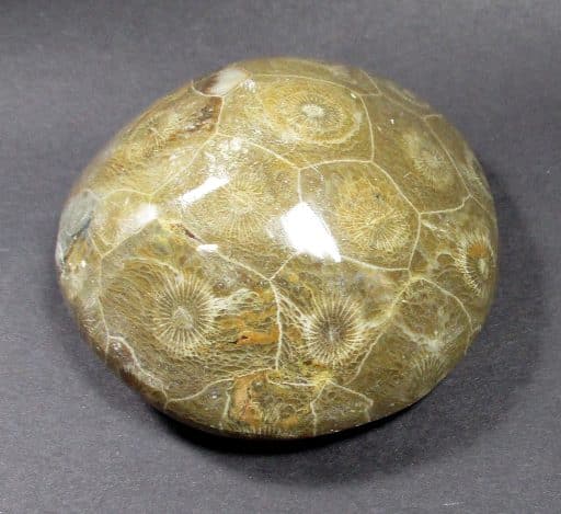 Fossil Coral