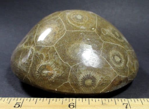 Fossil Coral