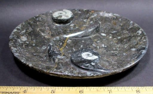 Fossil Dish