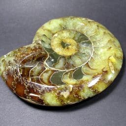 Ammonite Bowl