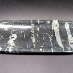 Polished Orthoceras Dish