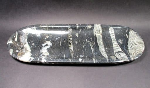 Polished Orthoceras Dish