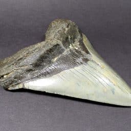 Megalodon Shark Tooth