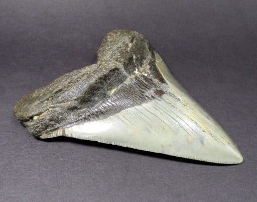 Megalodon Shark Tooth