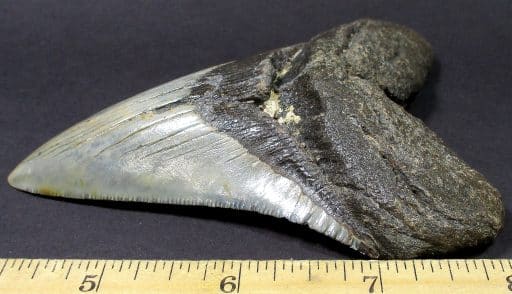 Megalodon Shark Tooth