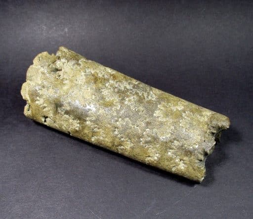 South Dakota Baculite