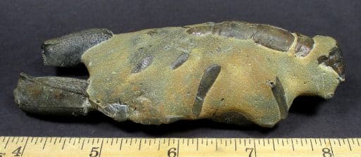 Fossil Lobster