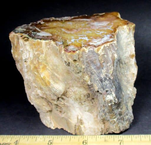 Petrified Wood