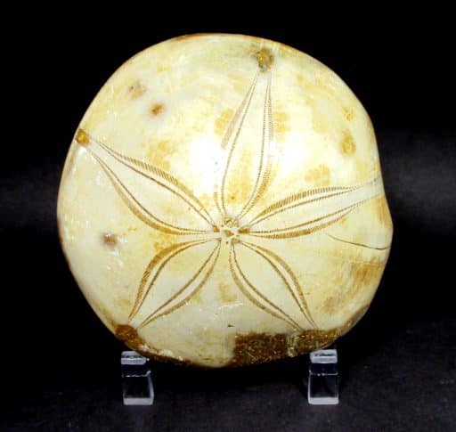 Fossilized Sand Dollar