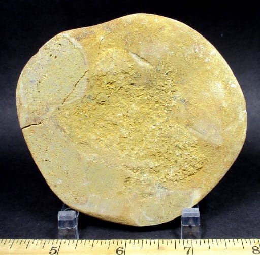 Fossilized Sand Dollar