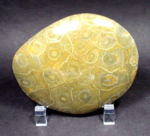 Fossil Coral