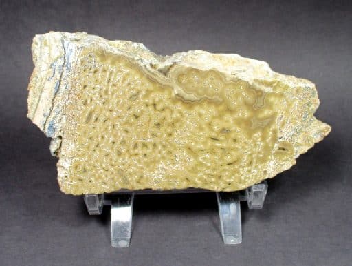 Dinosaur Bone