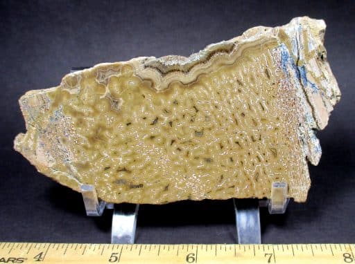 Dinosaur Bone