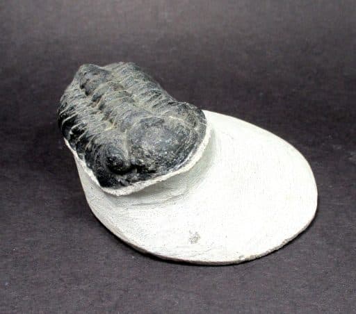 Trilobite