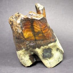 Woolly Rhino Tooth