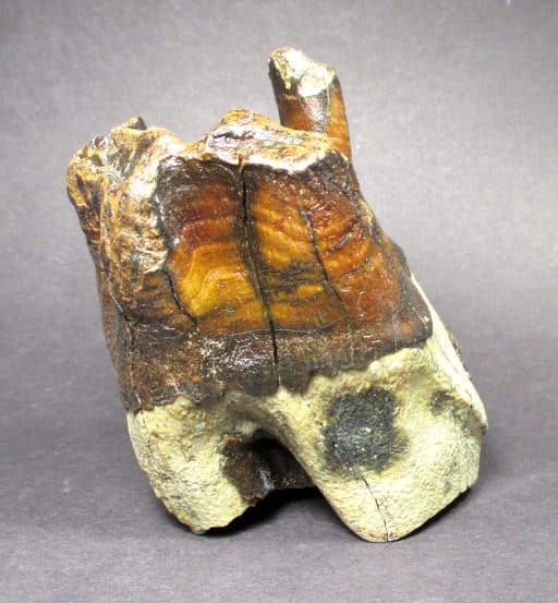 Woolly Rhino Tooth