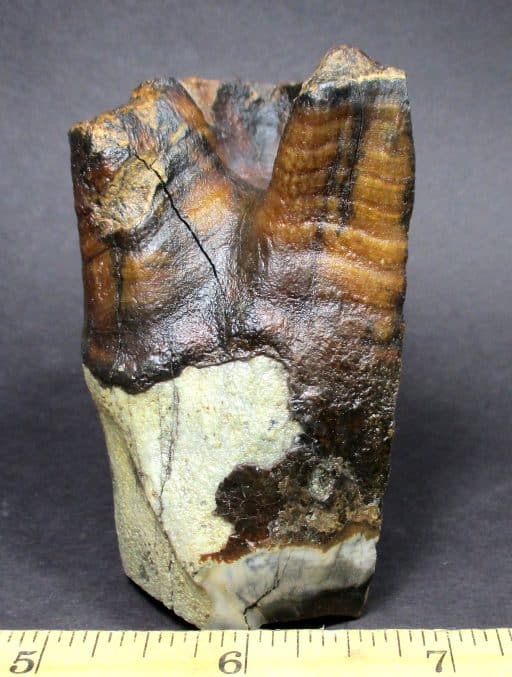 Woolly Rhino Tooth