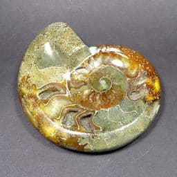 Ammonite Bowl