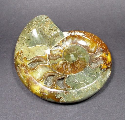 Ammonite Bowl