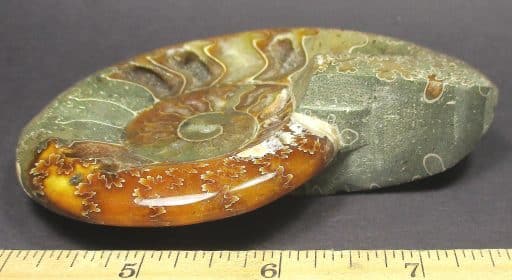 Ammonite Bowl