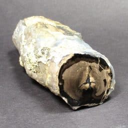 Wyoming Petrified Wood Limb