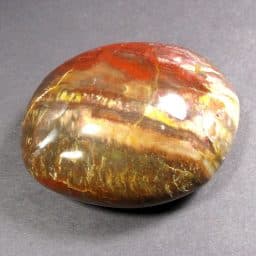 Petrified Wood