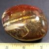 Petrified Wood