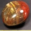 PRS47 Petrified Wood - Image 3